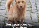 Cão desaparece em Tinalhas