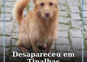 Cão desaparece em Tinalhas