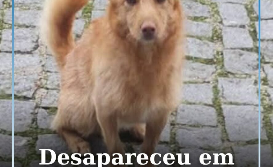 Cão desaparece em Tinalhas