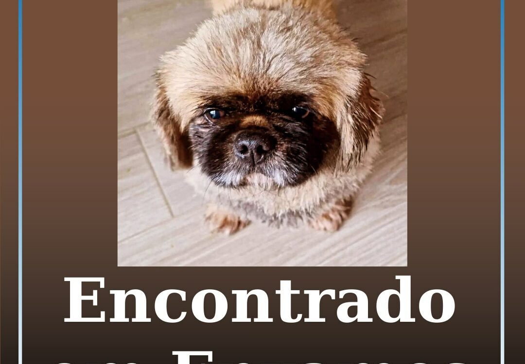Cão encontrado em Enxames