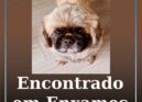Cão encontrado em Enxames