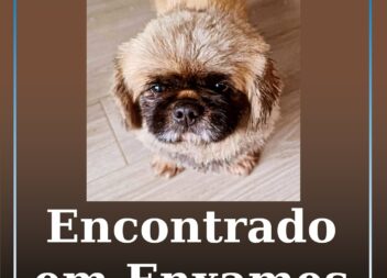 Cão encontrado em Enxames