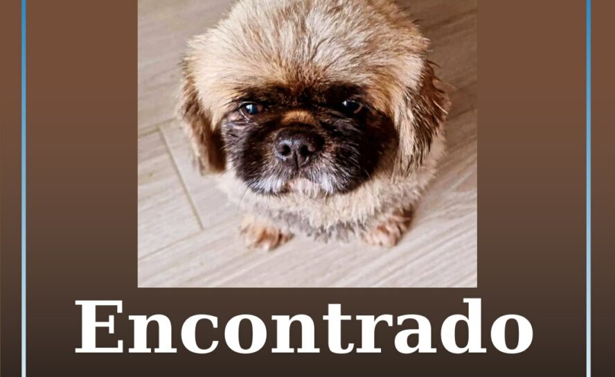 Cão encontrado em Enxames