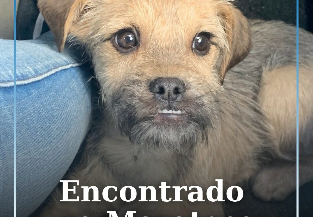Cão encontrado na Marateca
