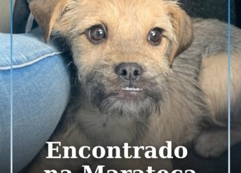 Cão encontrado na Marateca