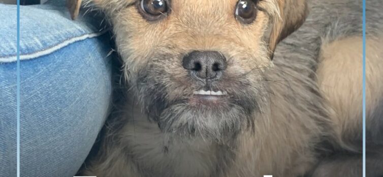 Cão encontrado na Marateca