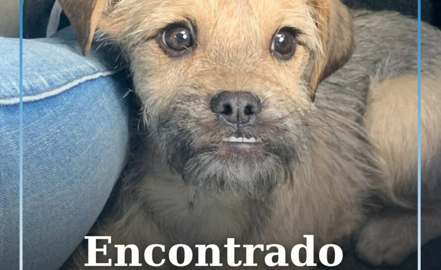 Cão encontrado na Marateca