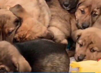 Centro de Recolha de Animais Errantes do Fundão apela à adopção urgente de 10 ca