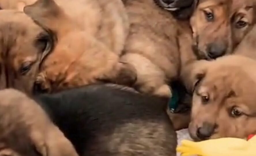Centro de Recolha de Animais Errantes do Fundão apela à adopção urgente de 10 ca