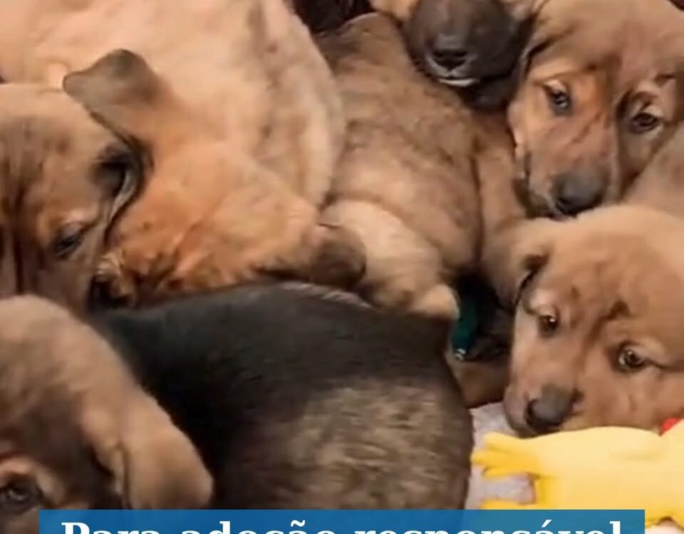 Centro de Recolha de Animais Errantes do Fundão apela à adopção urgente de 10 ca