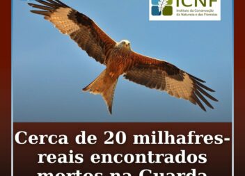 Cerca de 20 milhafres-reais encontrados mortos em Leomil