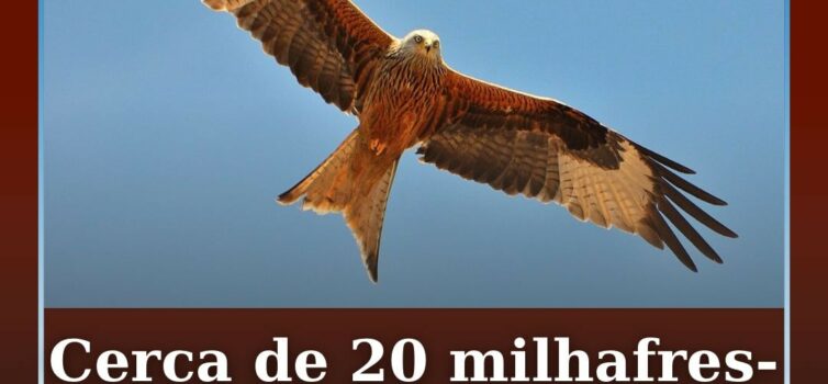 Cerca de 20 milhafres-reais encontrados mortos em Leomil