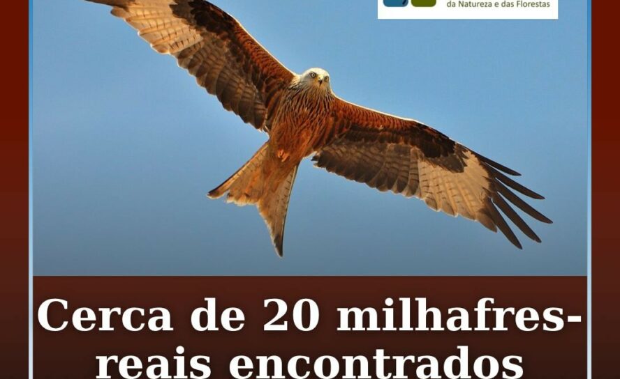 Cerca de 20 milhafres-reais encontrados mortos em Leomil
