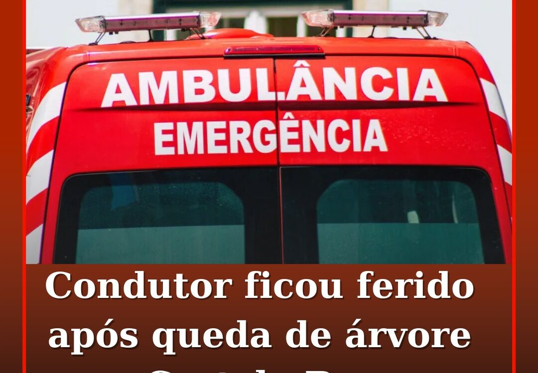 Condutor ficou ferido após queda de árvore em Castelo Branco