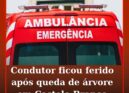 Condutor ficou ferido após queda de árvore em Castelo Branco