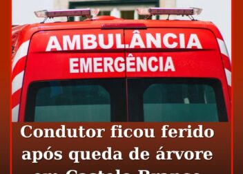 Condutor ficou ferido após queda de árvore em Castelo Branco