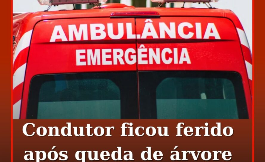 Condutor ficou ferido após queda de árvore em Castelo Branco