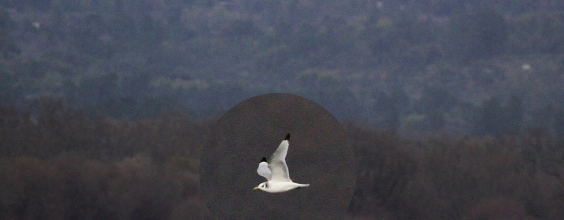 Depressão Kristin traz gaivotas à Marateca