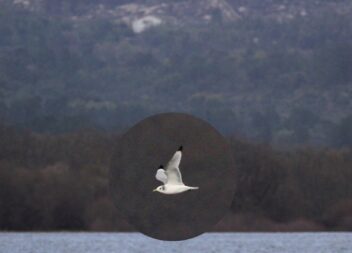Depressão Kristin traz gaivotas à Marateca