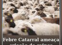 Febre Catarral Ovina