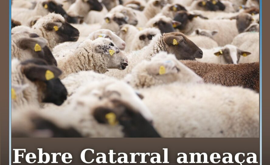 Febre Catarral Ovina