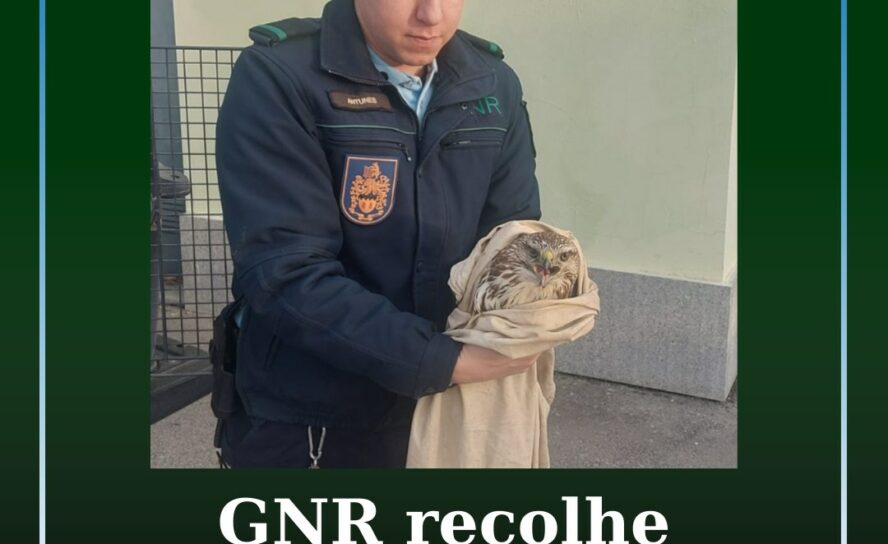 GNR recolhe águia-de-asa-redonda
