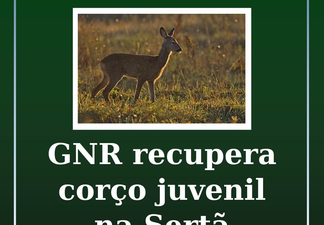 GNR recupera corço juvenil na Sertã