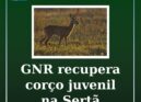 GNR recupera corço juvenil na Sertã