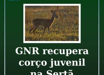 GNR recupera corço juvenil na Sertã