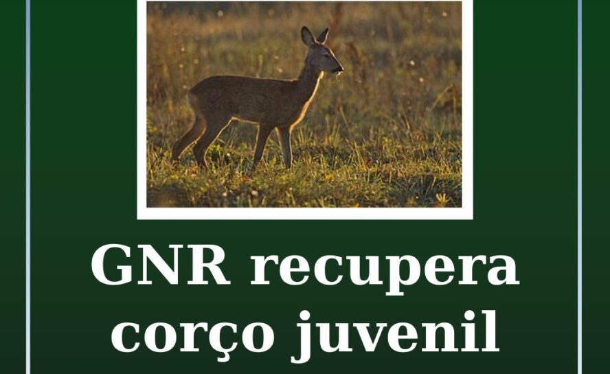 GNR recupera corço juvenil na Sertã