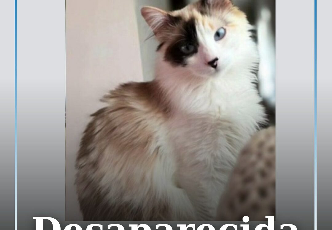 Gata desaparecida após fuga pela janela em Vila Velha de Ródão