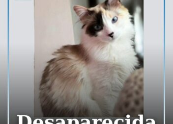 Gata desaparecida após fuga pela janela em Vila Velha de Ródão