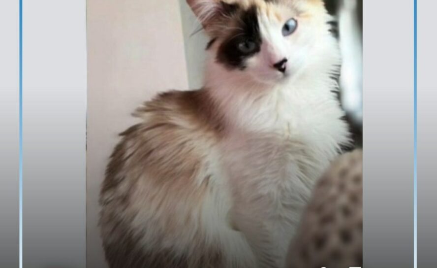 Gata desaparecida após fuga pela janela em Vila Velha de Ródão
