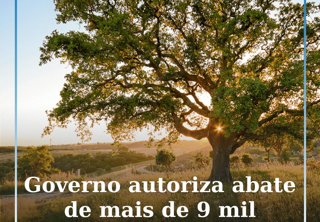 Governo autoriza abate de sobreiros e azinheiras em parque eólico em Penamacor