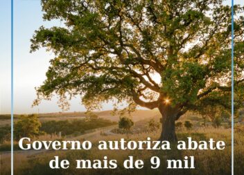 Governo autoriza abate de sobreiros e azinheiras em parque eólico em Penamacor
