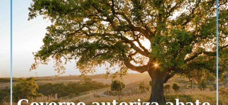 Governo autoriza abate de sobreiros e azinheiras em parque eólico em Penamacor