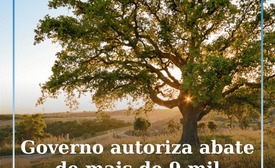 Governo autoriza abate de sobreiros e azinheiras em parque eólico em Penamacor
