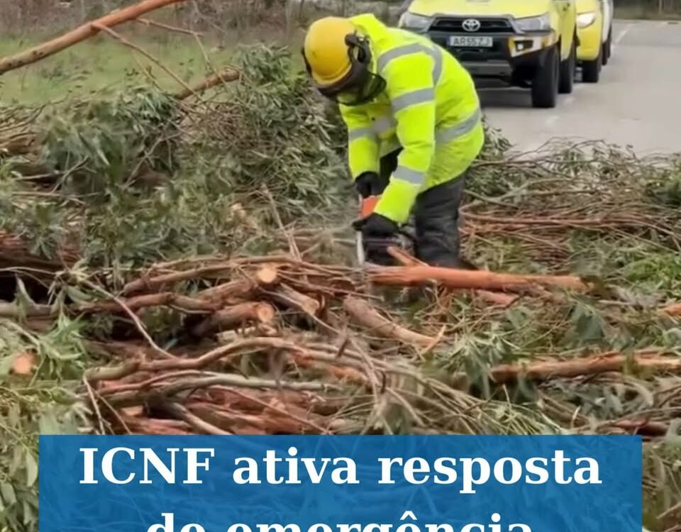 ICNF ativa resposta de emergência após danos causados pela tempestade Kristin