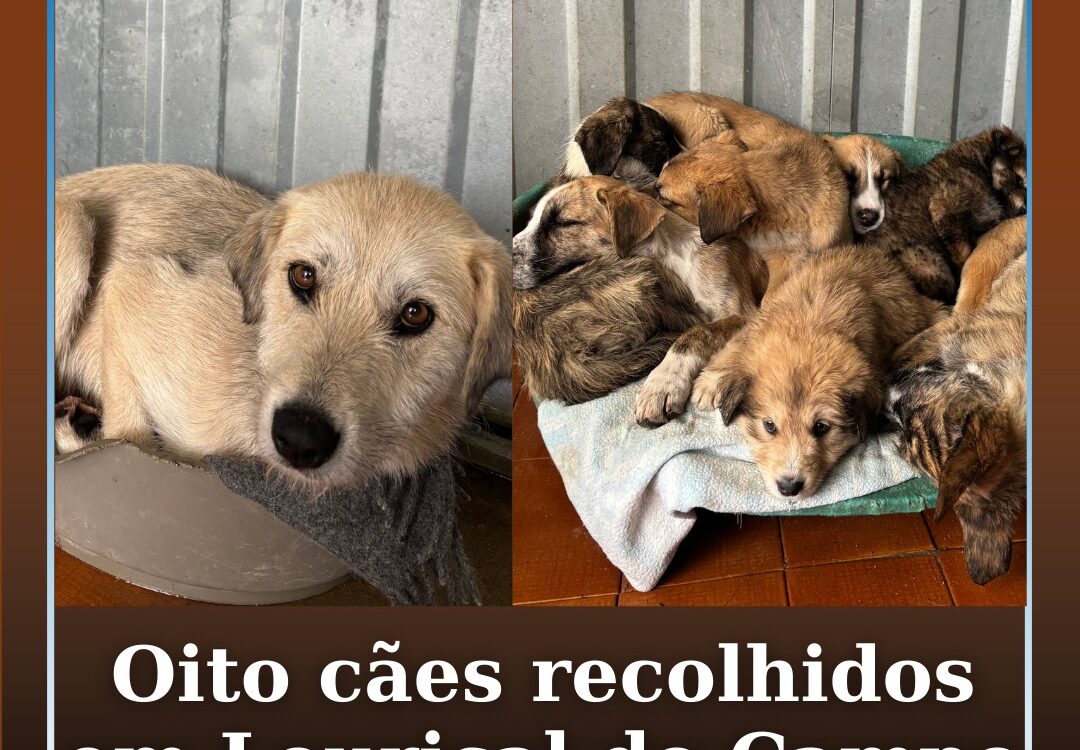 Oito cães recolhidos em Louriçal do Campo