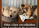 Oito cães recolhidos em Louriçal do Campo