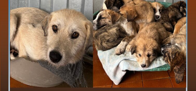 Oito cães recolhidos em Louriçal do Campo