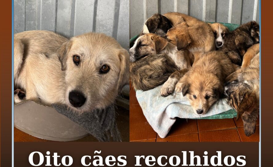 Oito cães recolhidos em Louriçal do Campo
