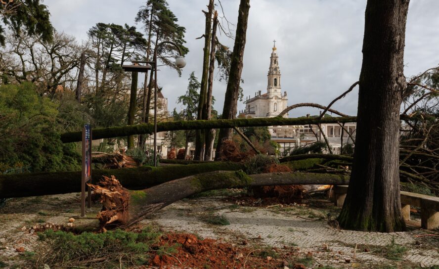 Tempestade Kristin derruba dezenas de árvores no Santuário de Fátima