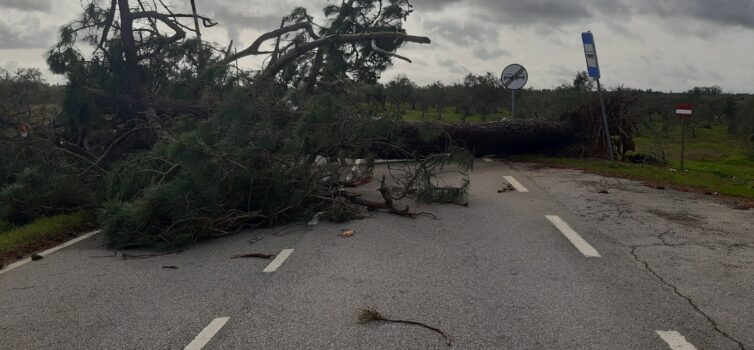 Temporal provoca constrangimentos em Malpica do Tejo