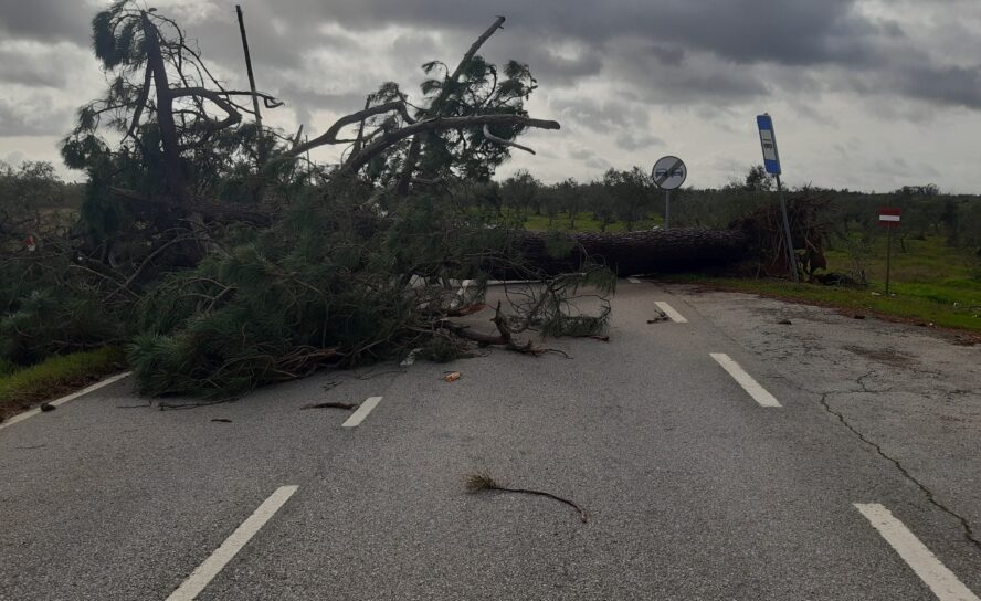 Temporal provoca constrangimentos em Malpica do Tejo