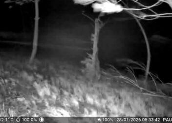 Vento da tempestade Kristen registado em Proença-a-Nova