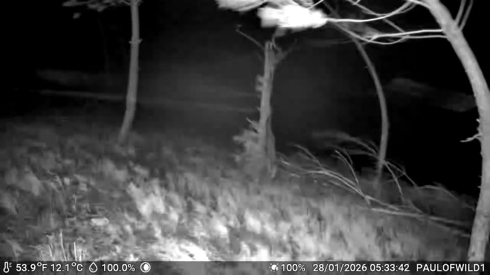 Vento da tempestade Kristen registado em Proença-a-Nova