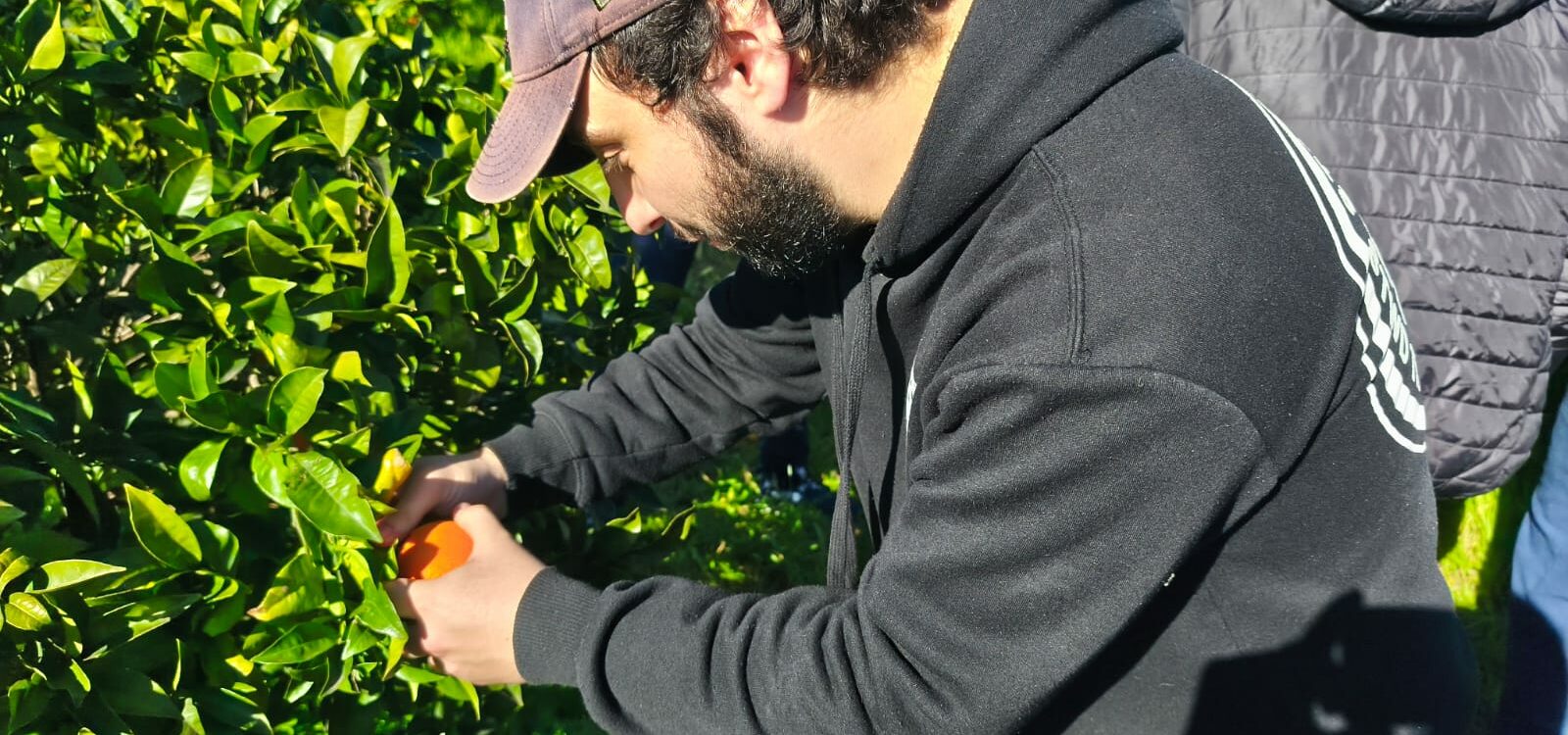 APPACDM Castelo Branco dinamiza apanha de laranjas