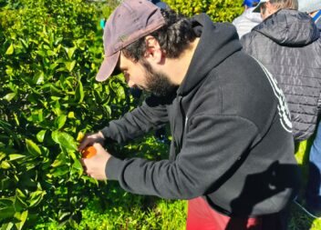 APPACDM Castelo Branco dinamiza apanha de laranjas