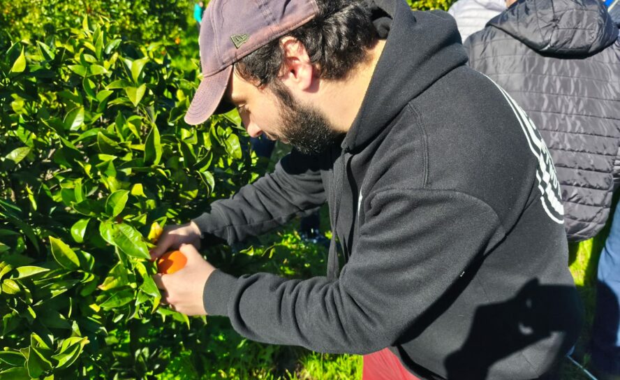 APPACDM Castelo Branco dinamiza apanha de laranjas
